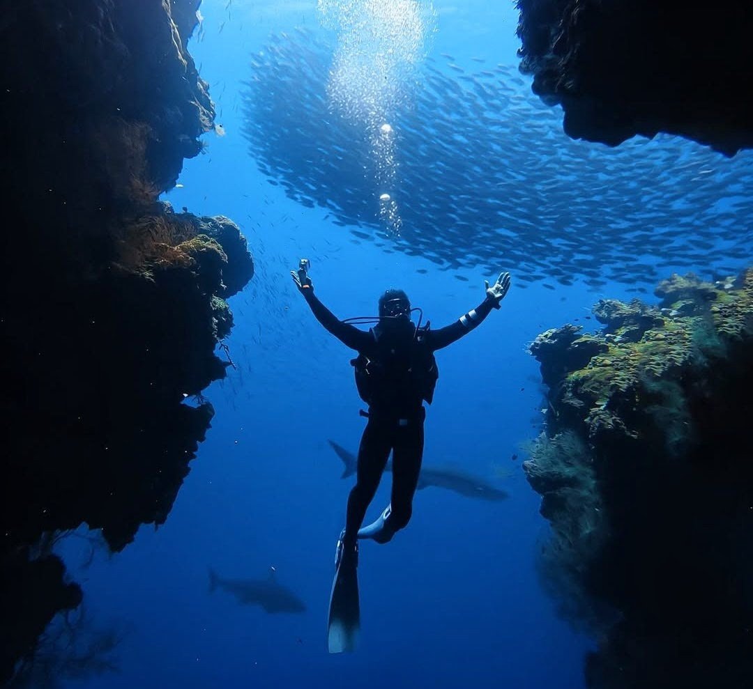 Best Diving Sites in Tanzania 2026–2027: Whale Sharks, Coral Gardens & Underwater Wonders