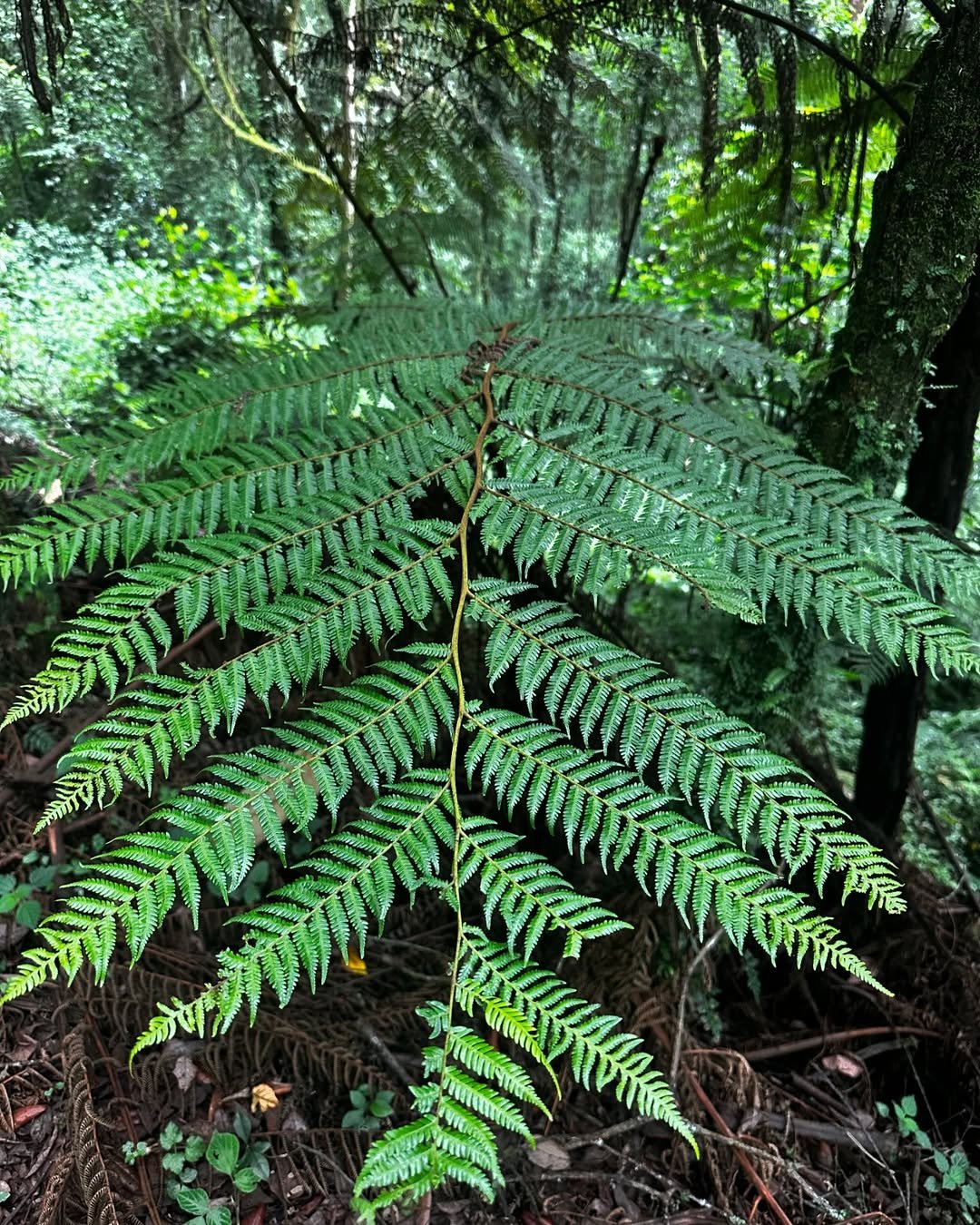 Spice Tour in Zanzibar: Discover the Flavors of the Spice Island (2026 Guide)