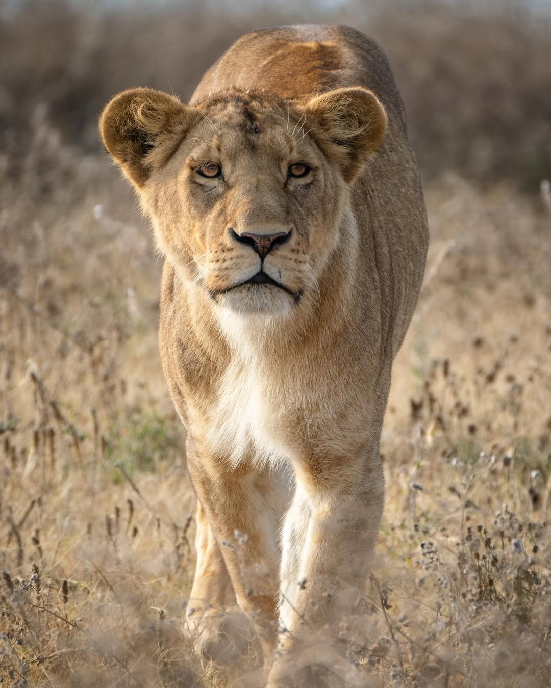 Night Photography on Safari: Tips for Capturing Nocturnal Wildlife