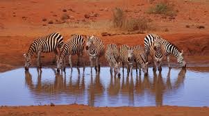 Best Wildlife Photography Tours in Tanzania