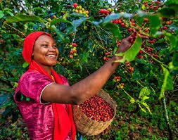 Tanzania’s Coffee Culture: A Journey from Bean to Cup