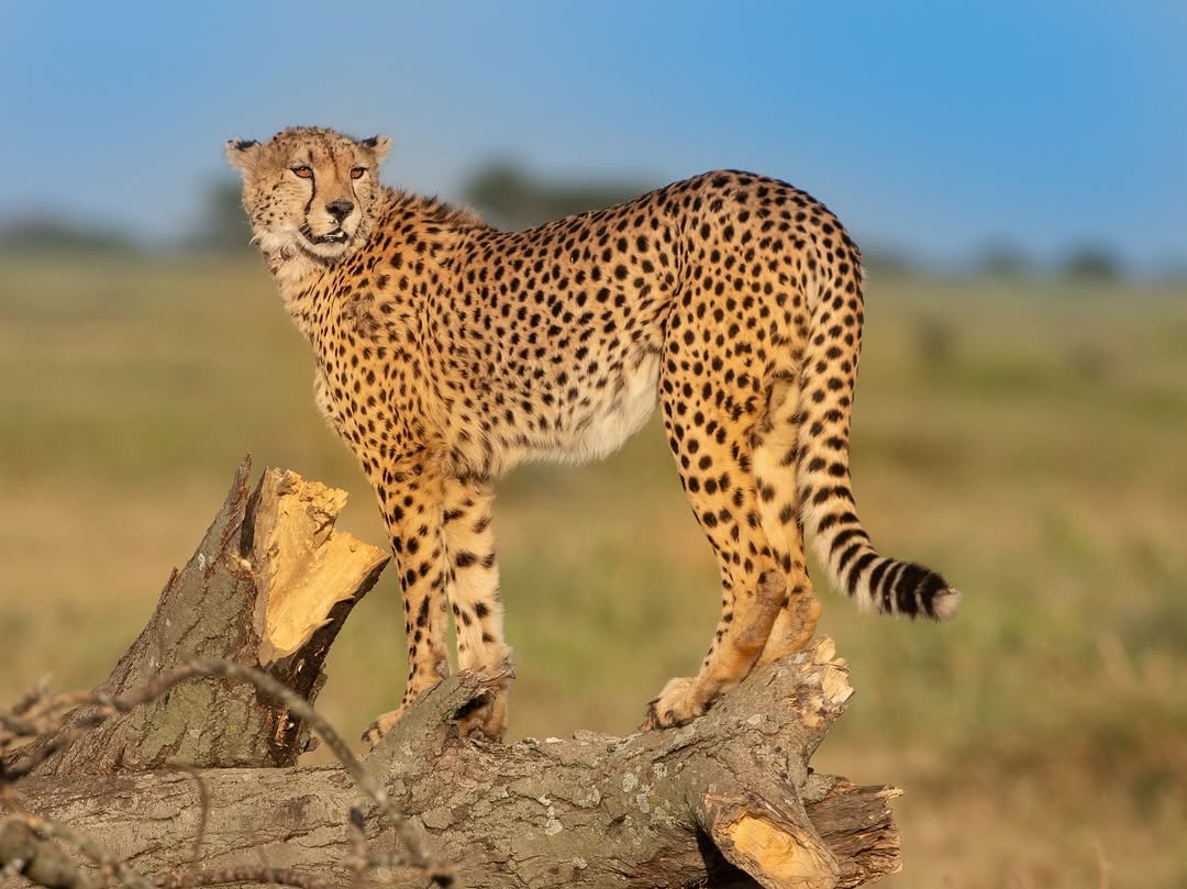 The Best Photo Spots in the Serengeti