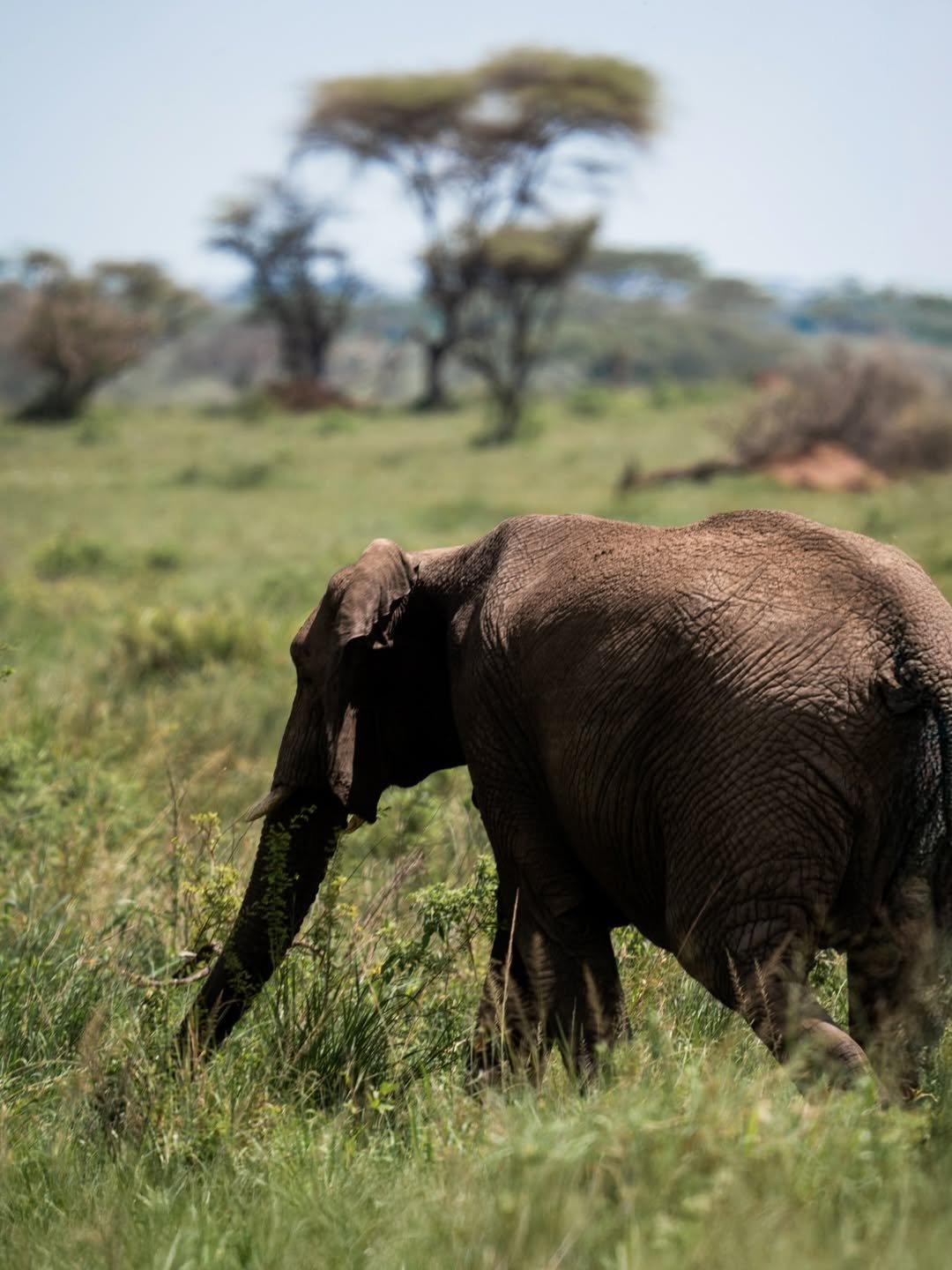 Common Safari Mistakes to Avoid in Tanzania 2026/2027 – Expert Planning Guide