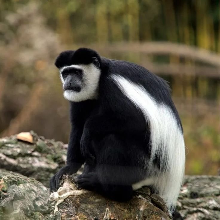 Wildlife on Kilimanjaro: The Top Animals You Can Spot During Your Ascent