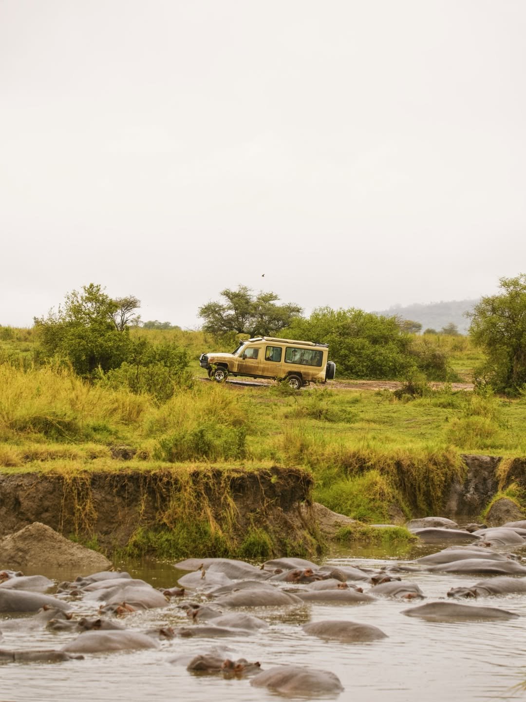Why Kilisherpas Travel Sets the Benchmark for Safaris in Tanzania | The Gold Standard of Tanzanian Safari Experiences