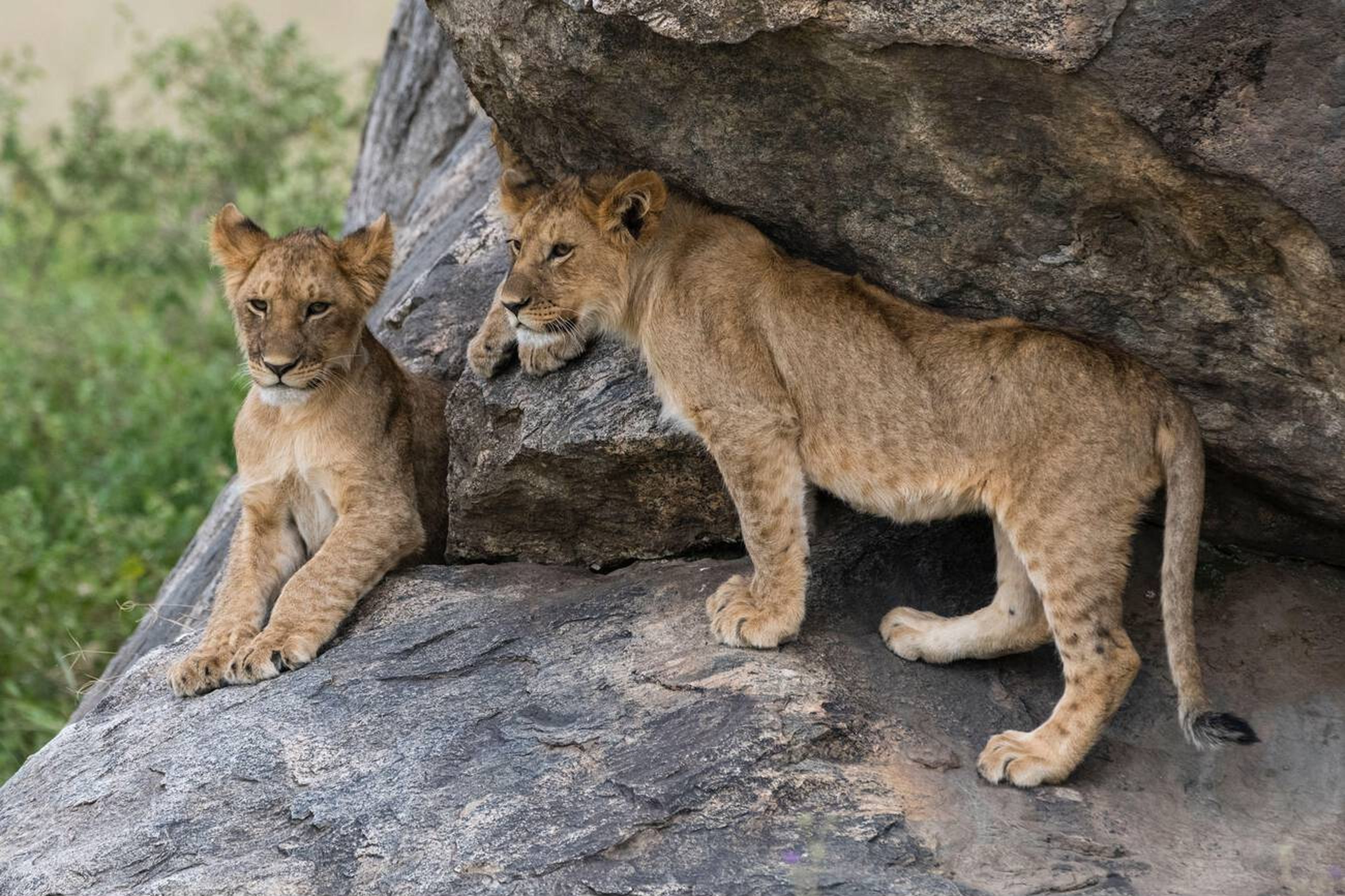 Geology of Serengeti National Park: A 2025 - 2026 Guide to Its Ancient Landscapes
