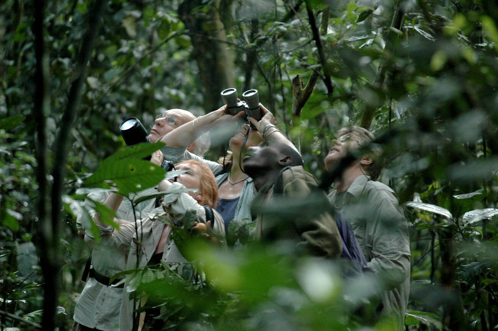 Guided chimpanzee trekking