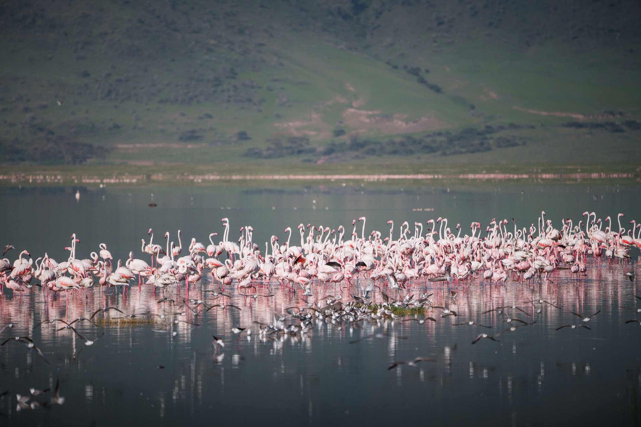 Lake Natron