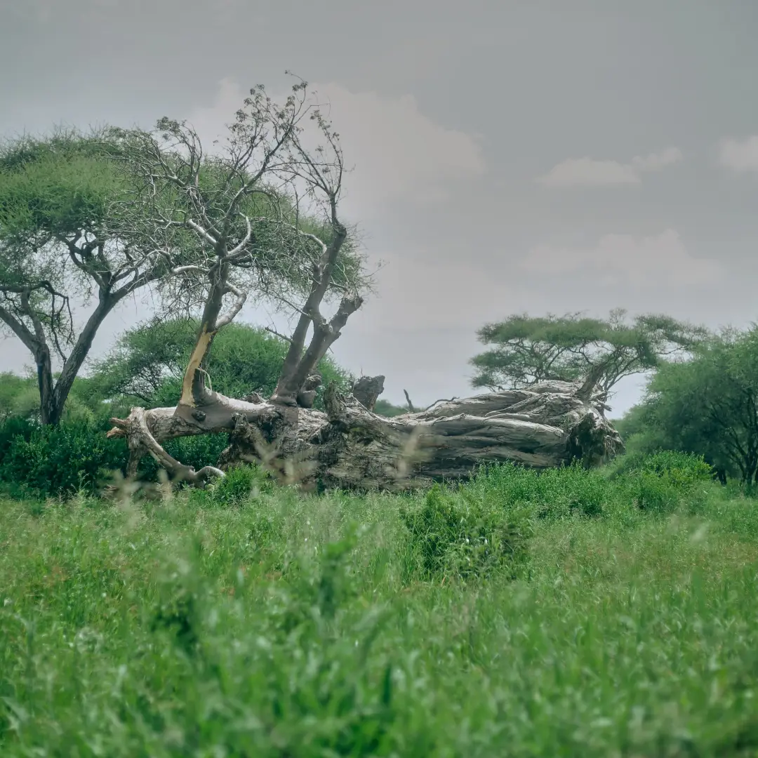 Tarangire National Park