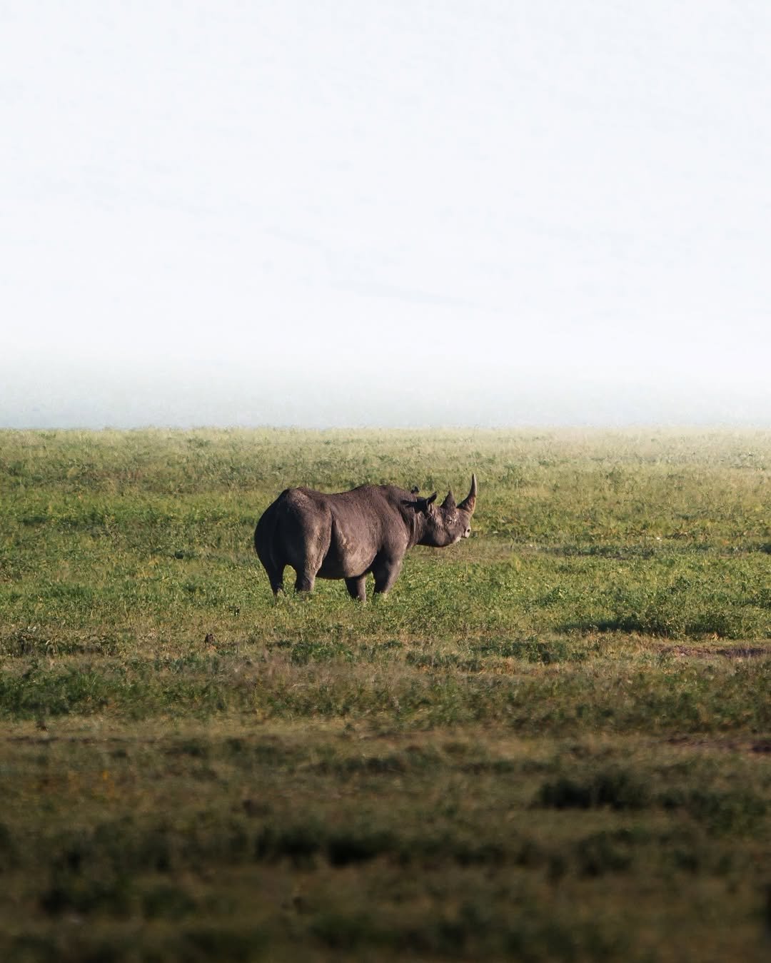 2 Days Private Tanzania Safari: Tarangire and Ngorongoro