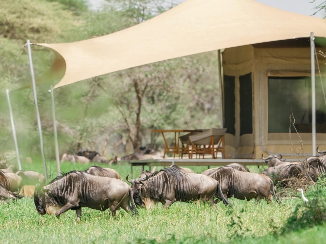 Luxury Migration Safari: Tarangire, Ngorongoro & Serengeti