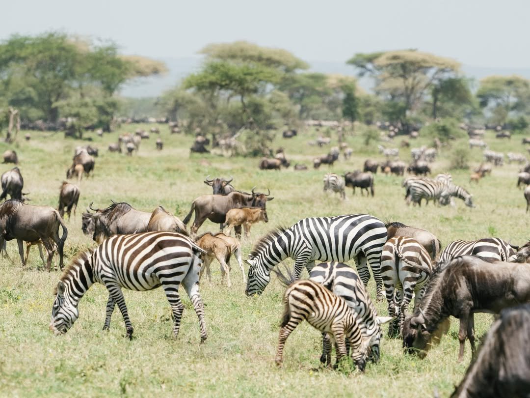 Serengeti Great Migration, Ngorongoro & Tarangire Safari