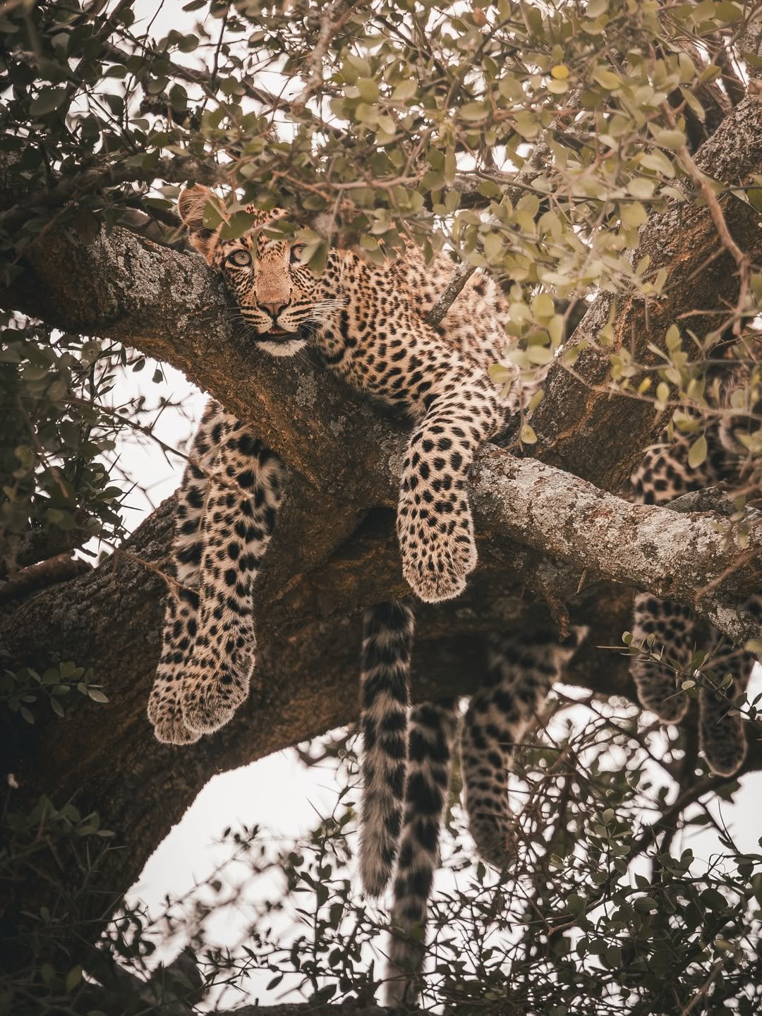 Big Cats & Serengeti Balloon Safari: 4 Days in Tanzania's Top Parks