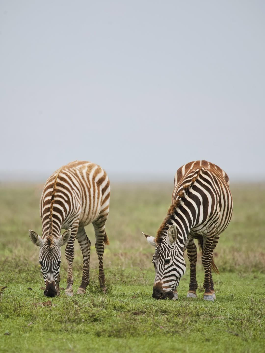 Luxury Safari: Ngorongoro, Lake Natron & Serengeti Migration in 7 Days