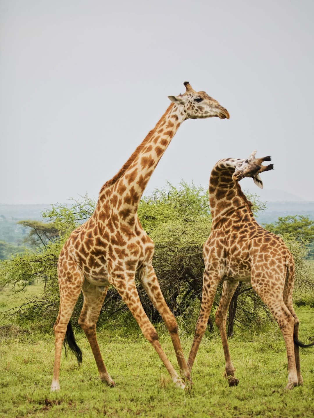Lake Natron & Ngorongoro Safari and Cultural Visit to Mto wa Mbu Village