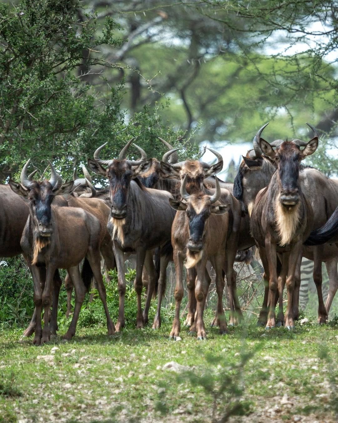 Great Migration & River Crossing in Serengeti