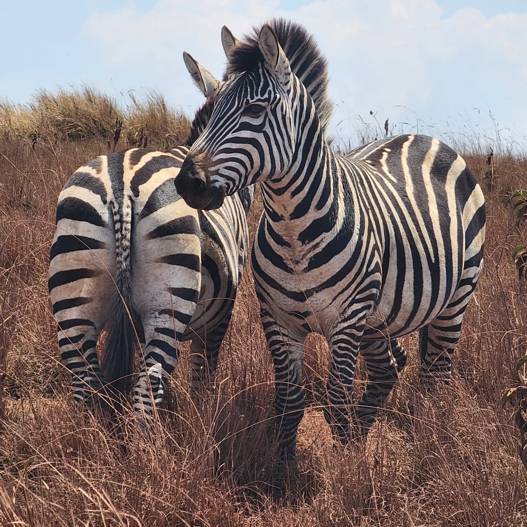 7-Day Complete Northern Tanzania Safari - Image 2