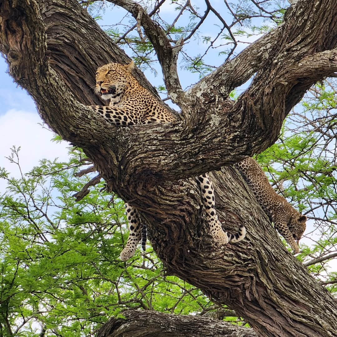 7-Day Complete Northern Tanzania Safari - Image 6