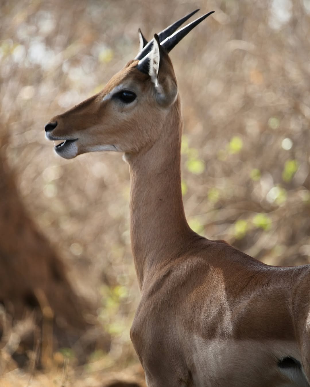 3-Day Arusha NP, Tarangire & Ngorongoro