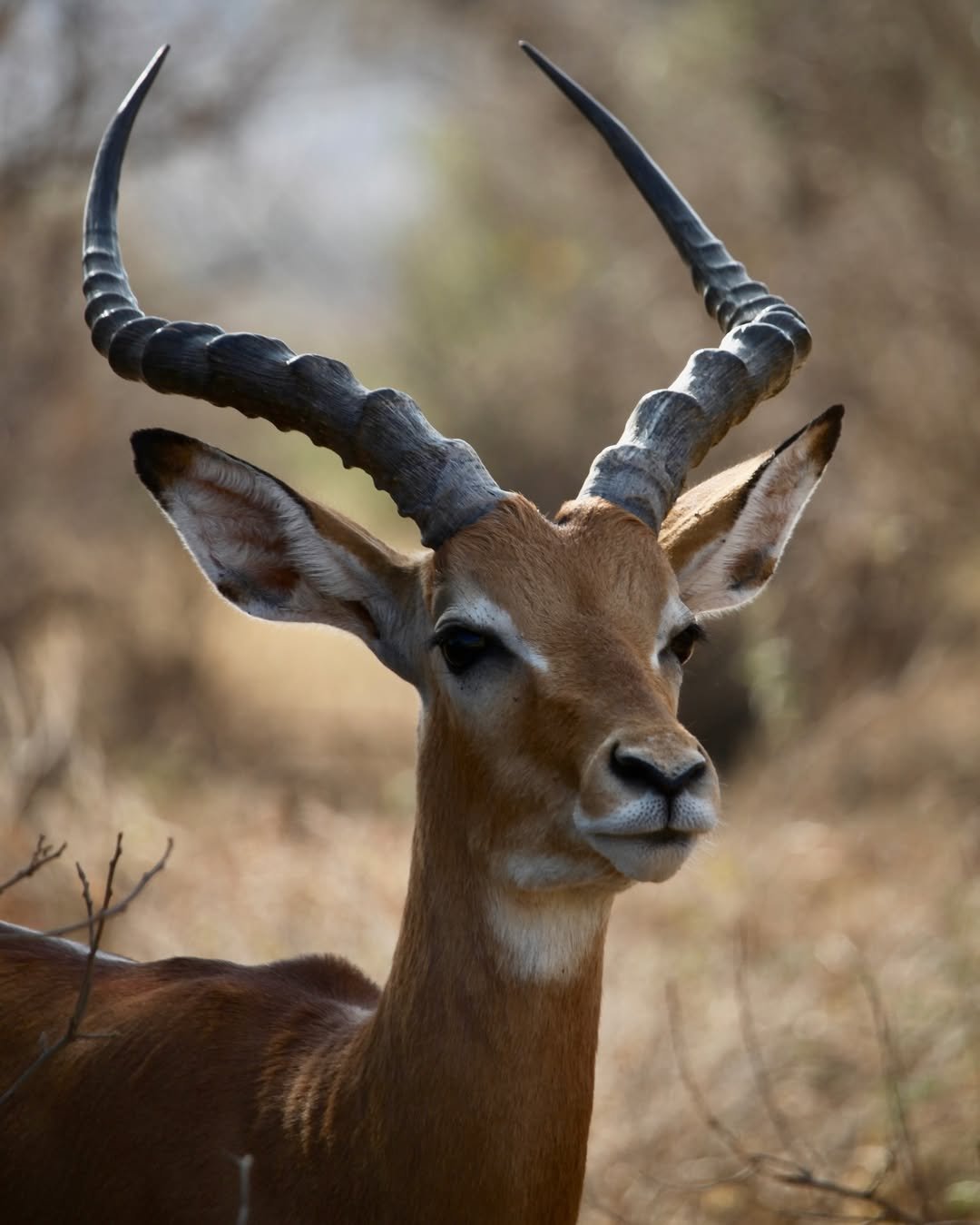 3-Day Arusha NP, Tarangire & Ngorongoro - Image 2