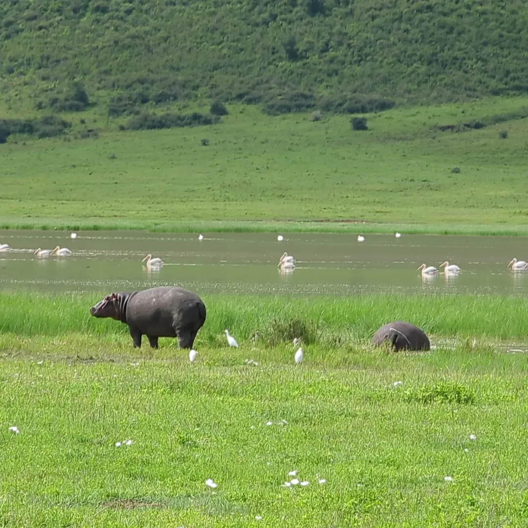 2-Day Lake Manyara & Ngorongoro Crater