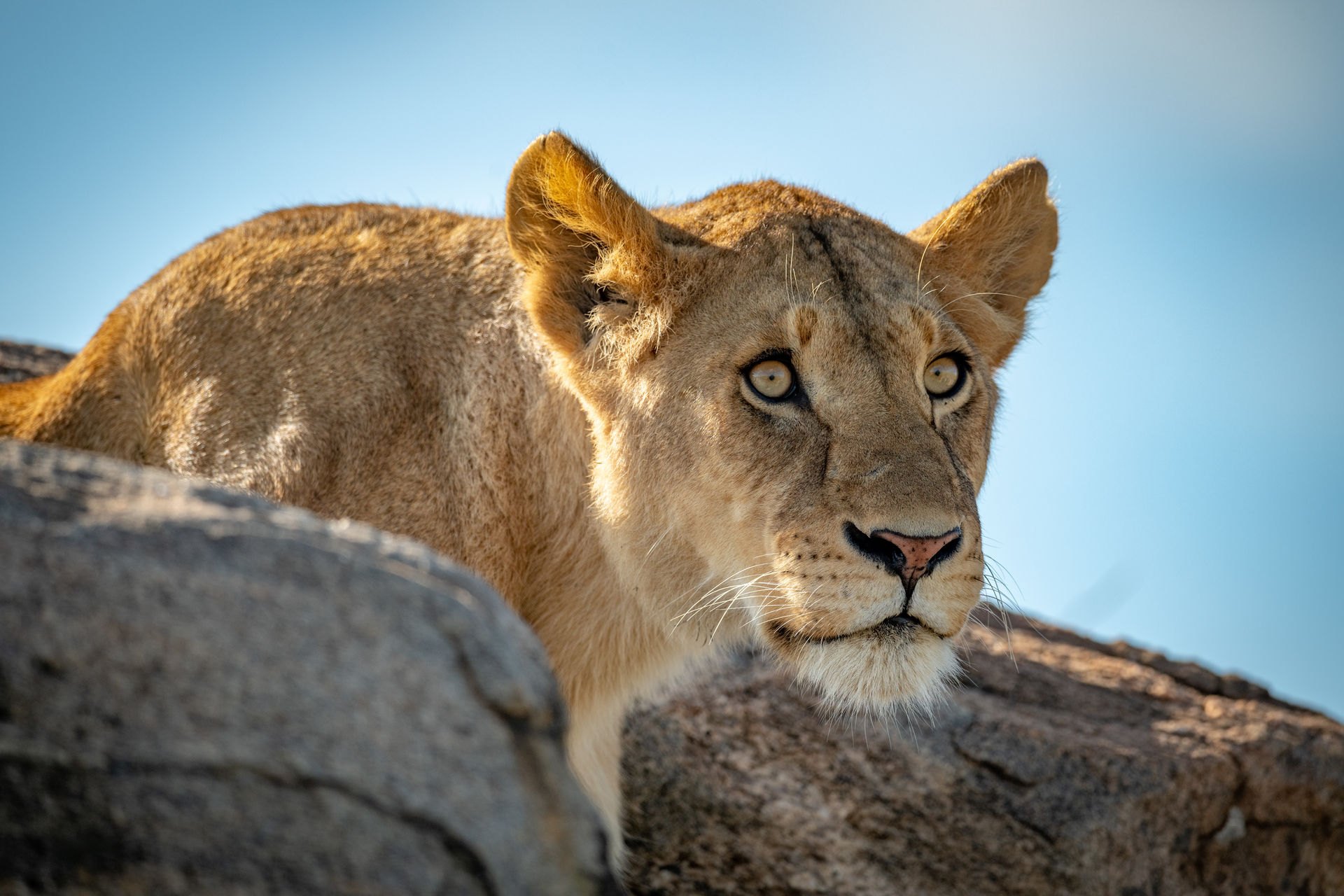 Luxury Wilderness Safari