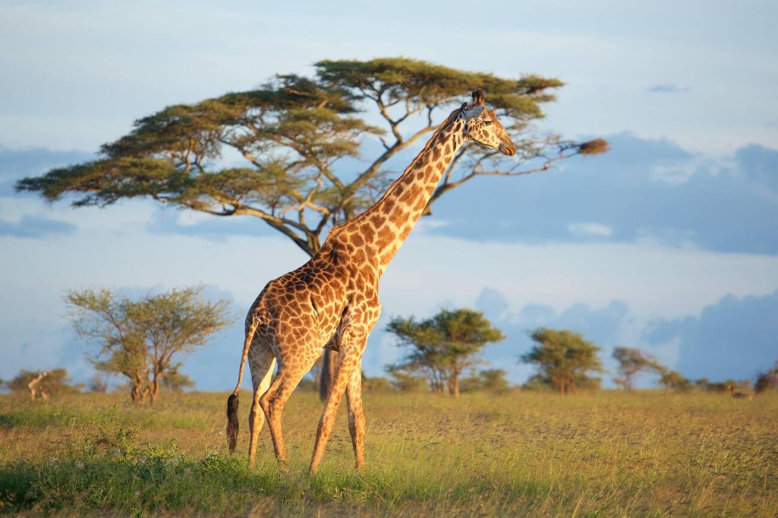 Manyara and Ngorongoro Camping Safari