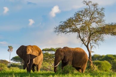 Mid-Range Tanzania Safari