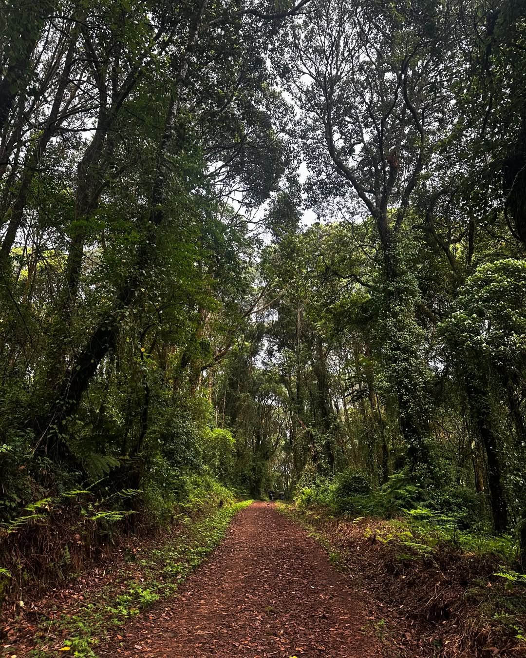 Machame Camp - Gallery Image 2