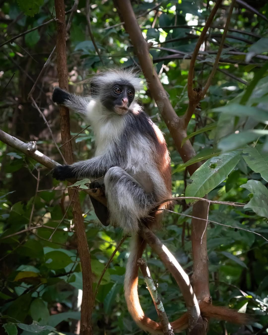 Jozani Forest Zanzibar: A Complete Guide to the Island’s Unique Reserve