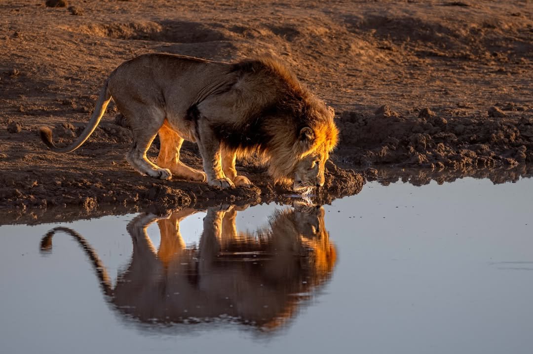 Best Wildlife Photography Tours in Tanzania