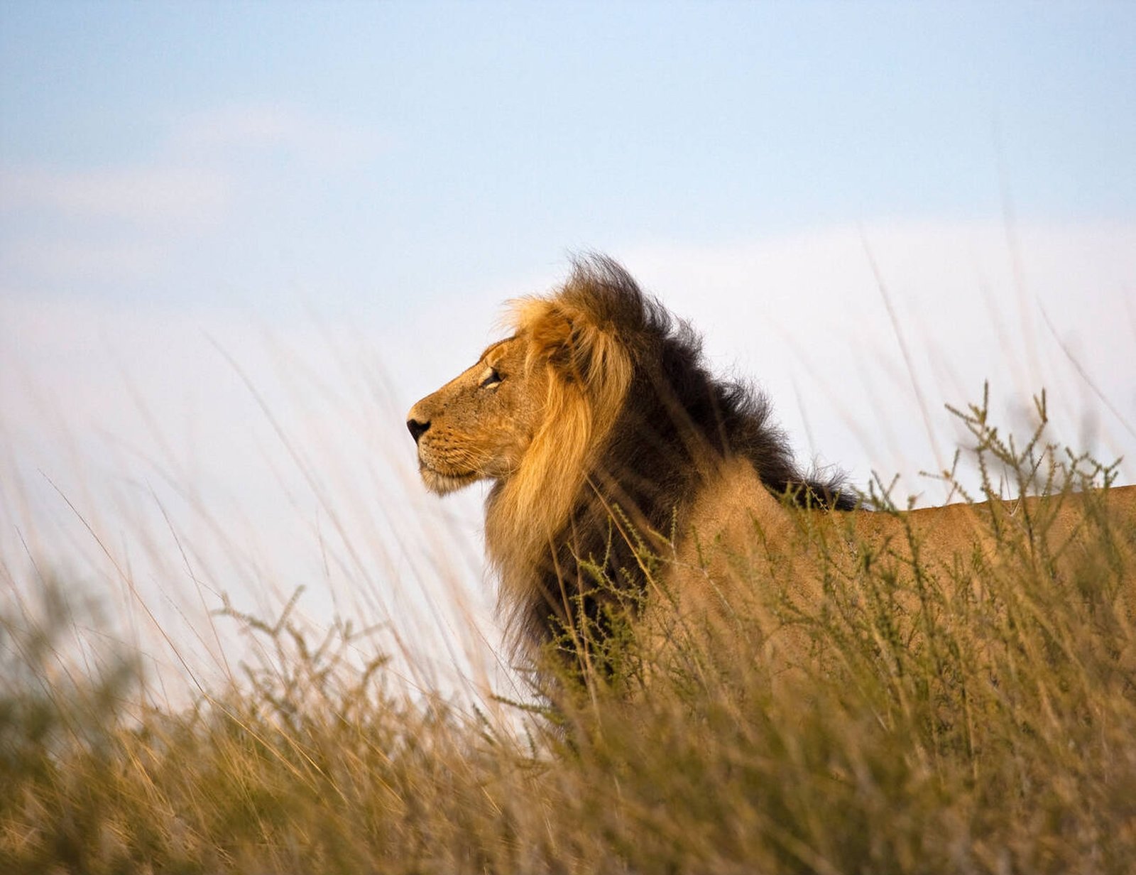 Why Is the Serengeti So Famous? | Complete Safari Guide by Kilisherpas Travel