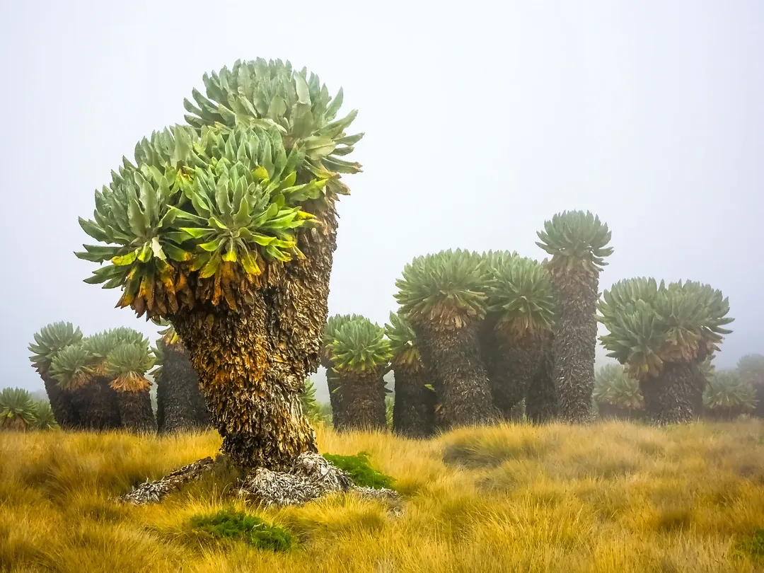 Dendrosenecio kilimanjari: The Endemic Marvel of Mount Kilimanjaro’s Flora