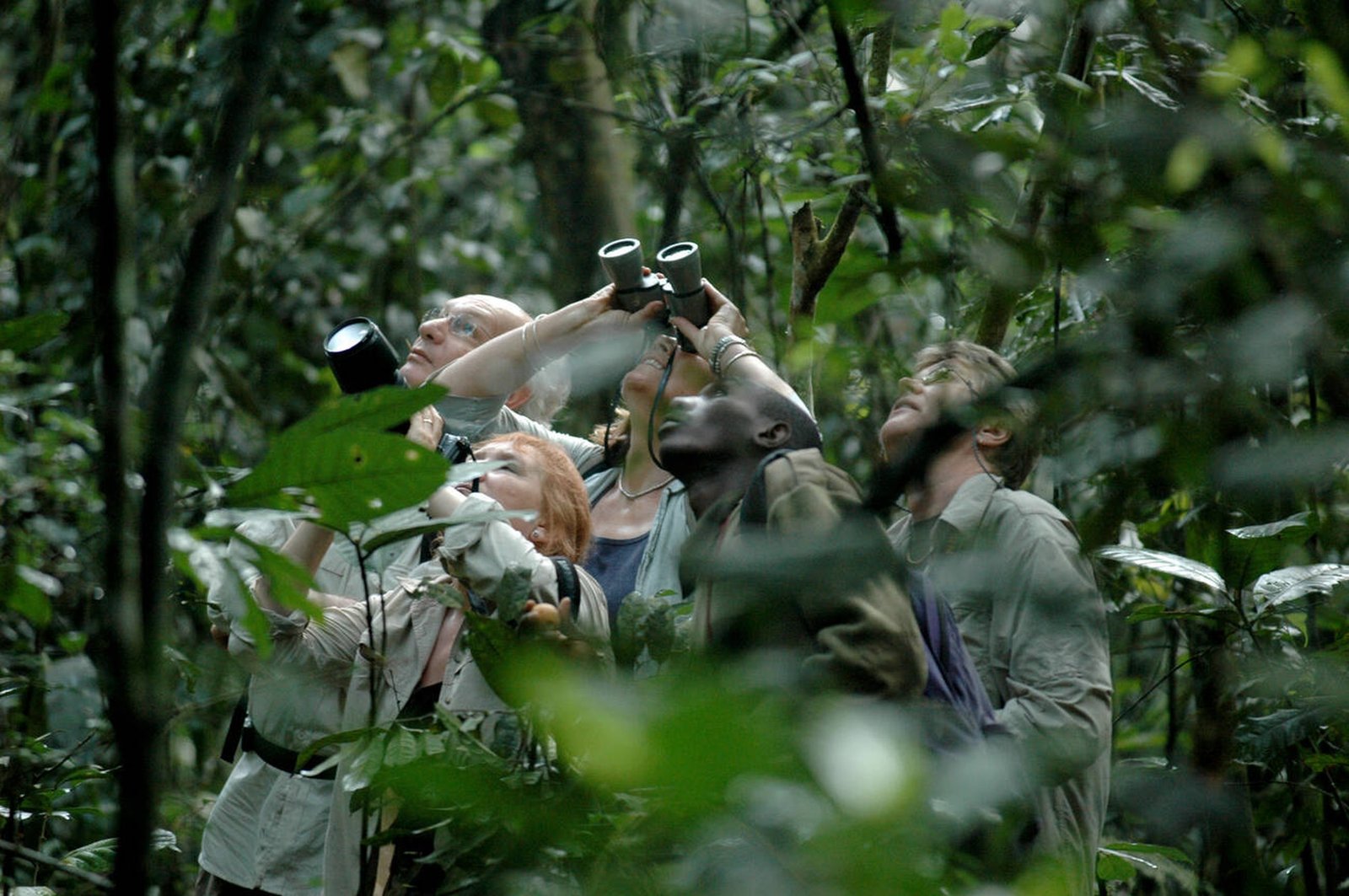 Guided chimpanzee trekking