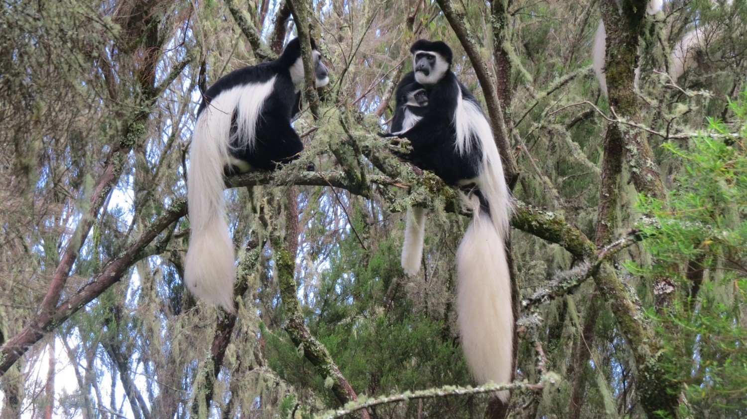 Black and white colubus monkey