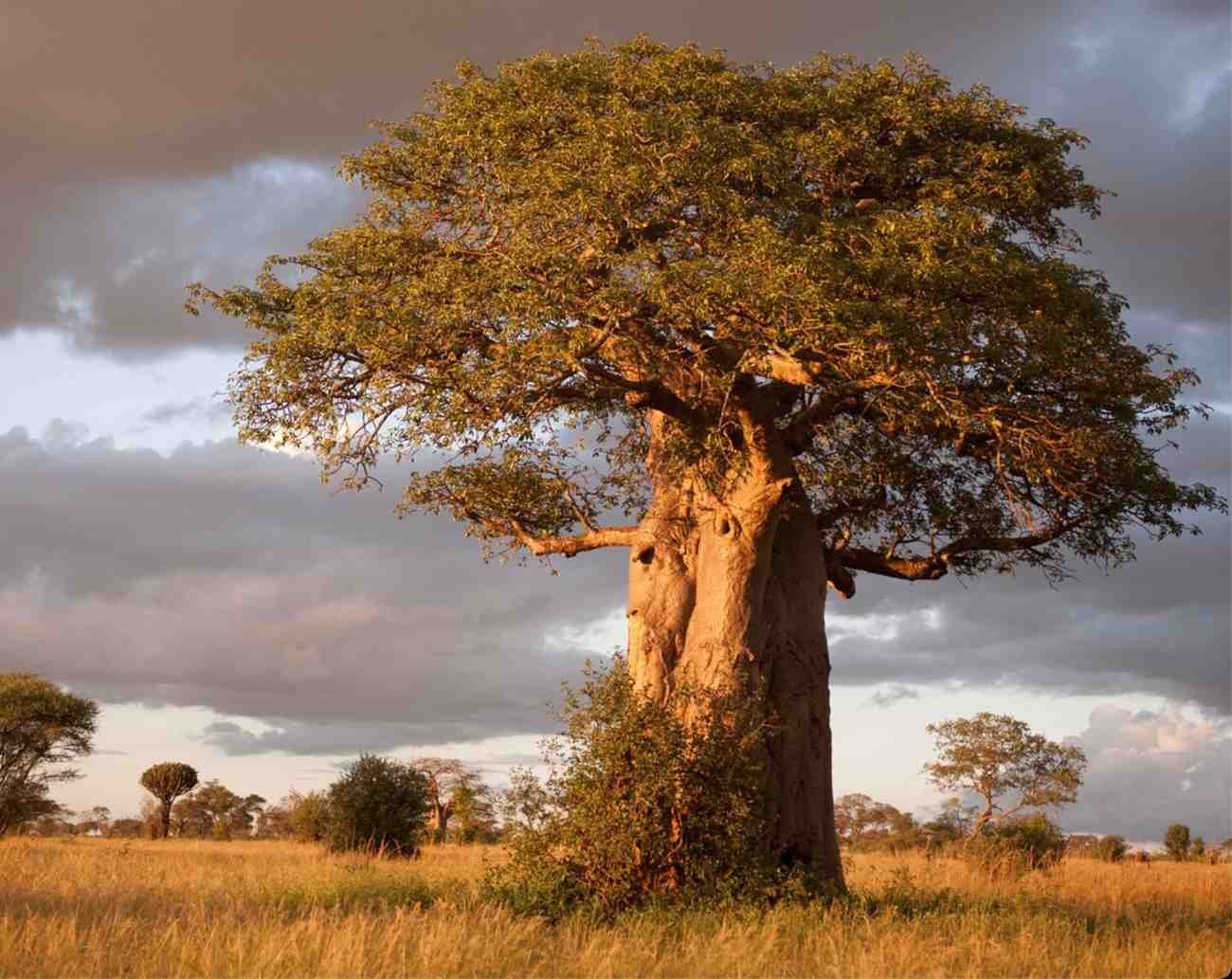 Baobab Trees