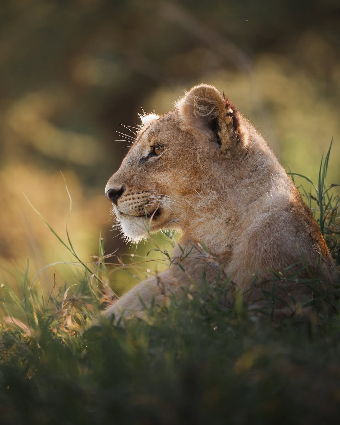 Tanzania National Parks
