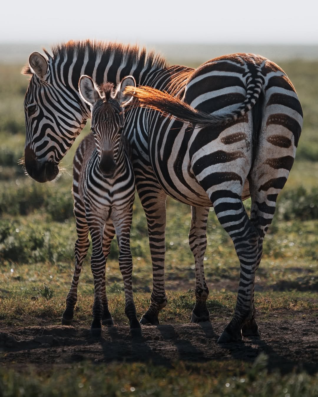 2 Days Private Tanzania Safari: Tarangire and Ngorongoro - Image 4