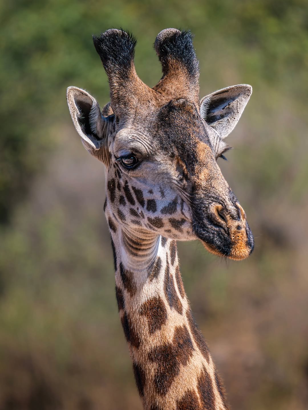 3 Days Private Tanzania Safari: Tarangire, Ngorongoro Crater, and Lake Manyara/Cultural Tour - Image 4