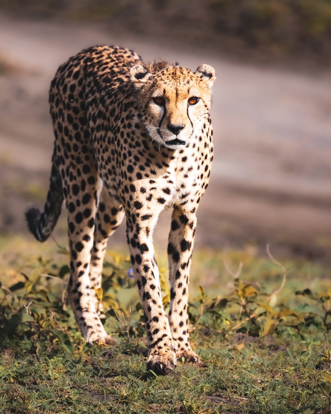 2 Days Private Tanzania Safari: Tarangire and Ngorongoro - Image 5