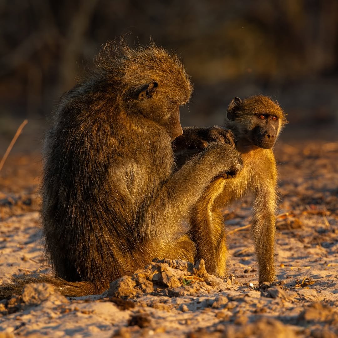 2 Days Private Tanzania Safari: Tarangire and Ngorongoro - Image 8