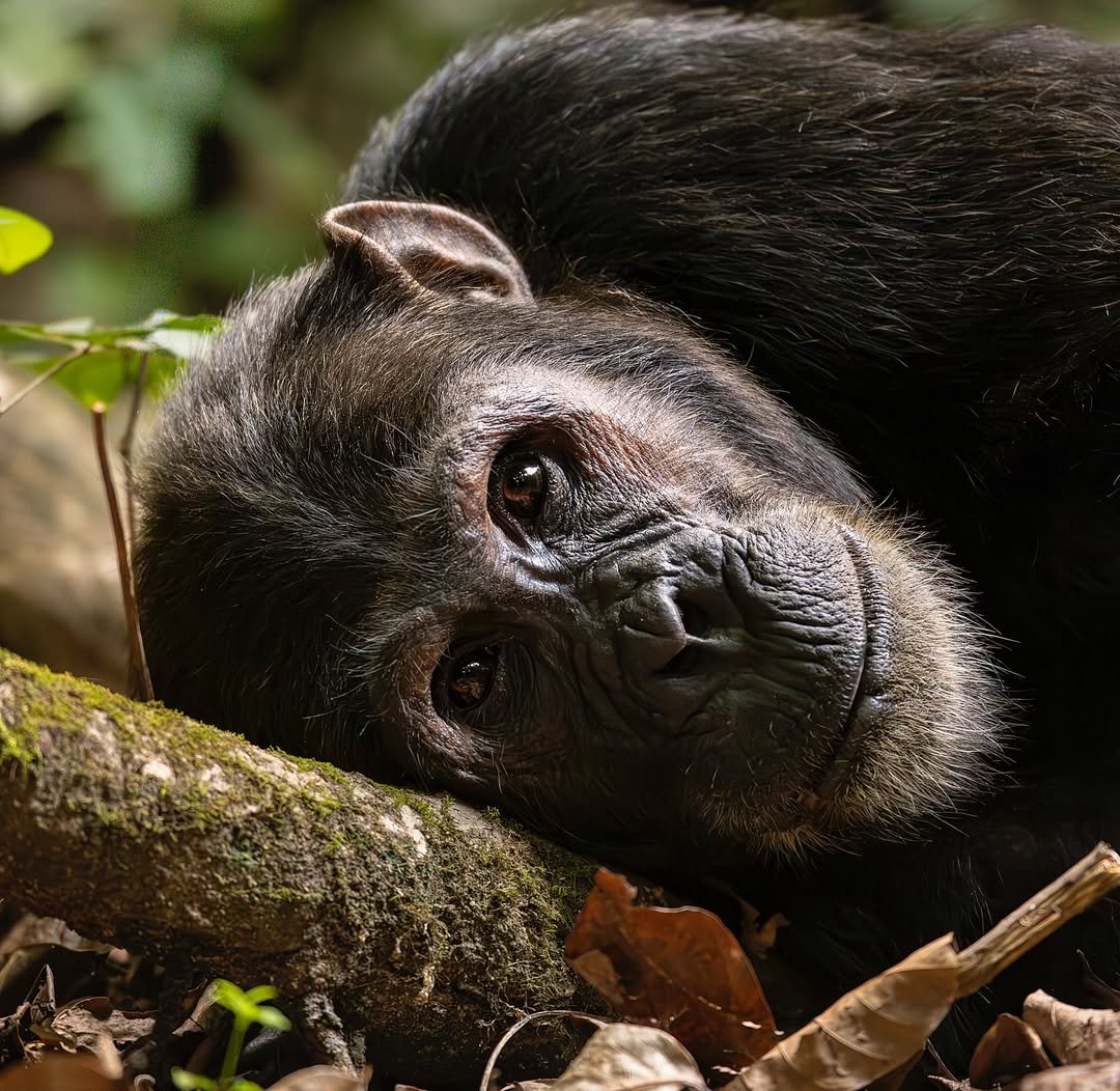 3 Days Gombe National Park Chimpanzee Trekking Safari - Image 3