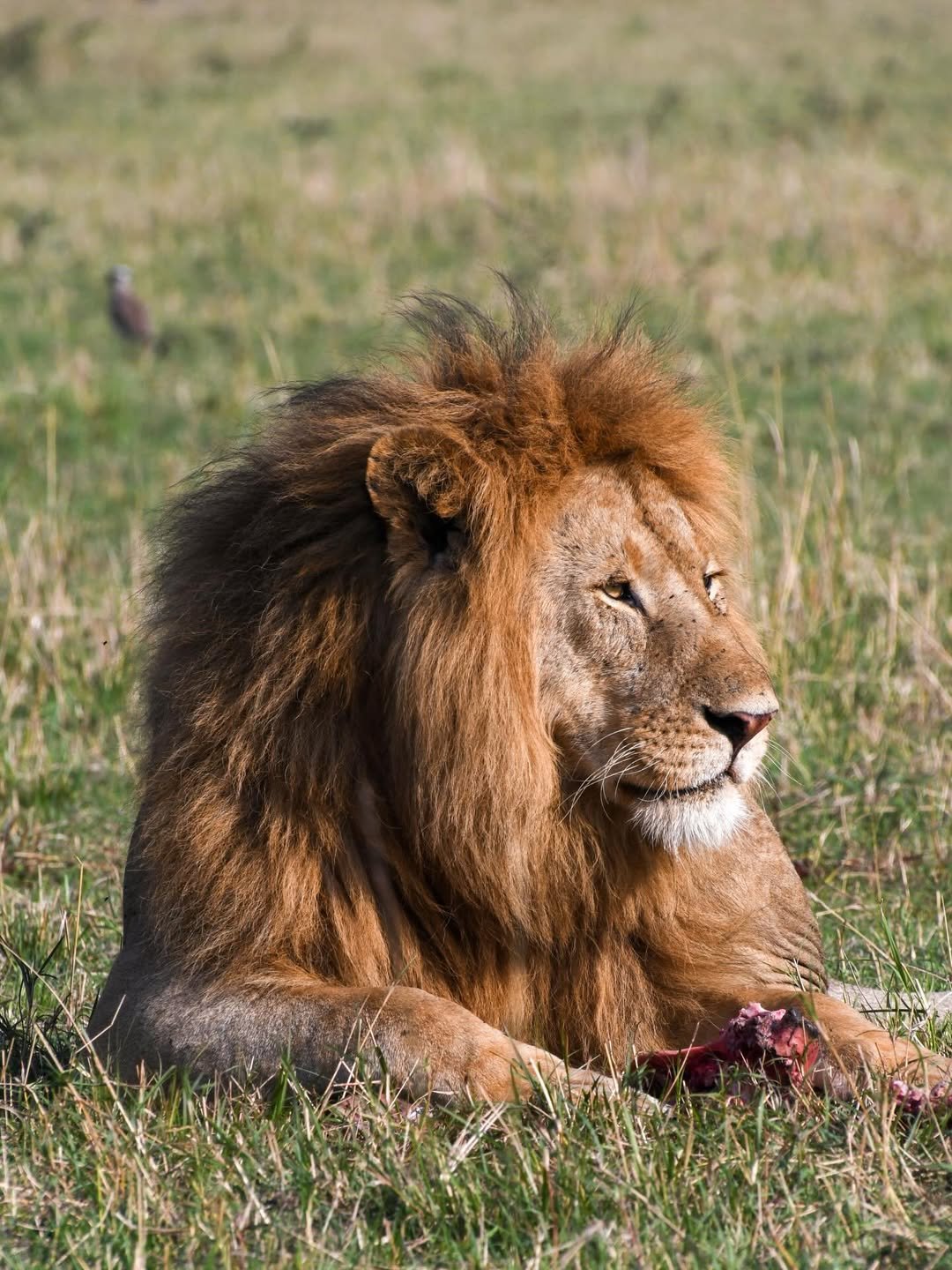 Luxury Tarangire Safari with Bush Walk & Balloon Ride