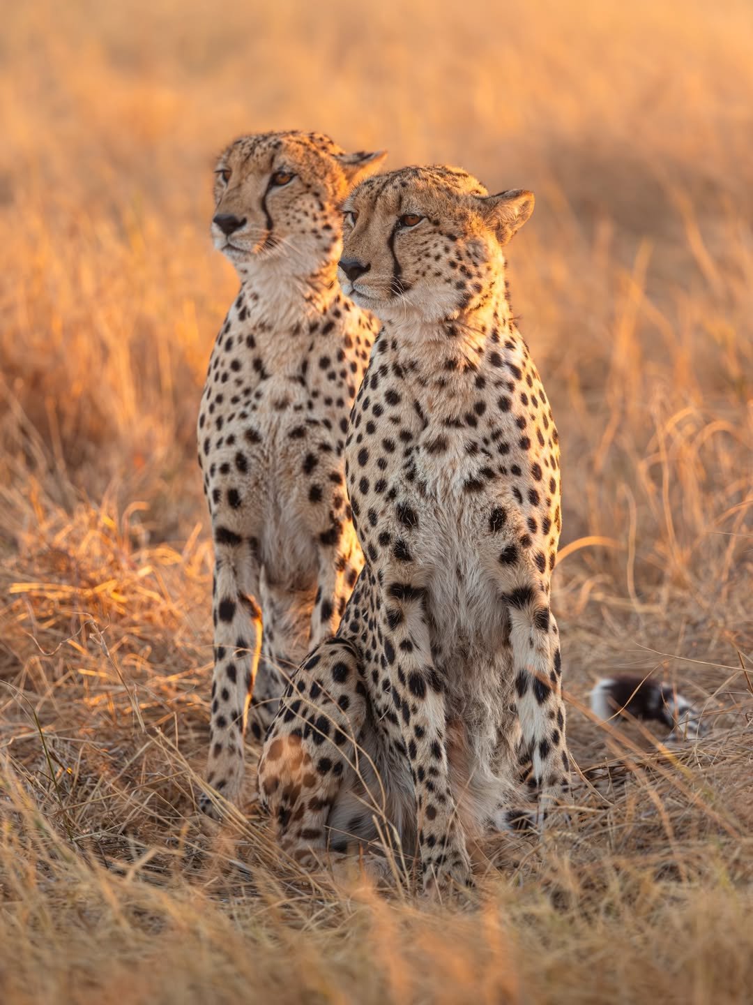 Serengeti Cheetah Safari & Game-drives in Tarangire & Ngorongoro