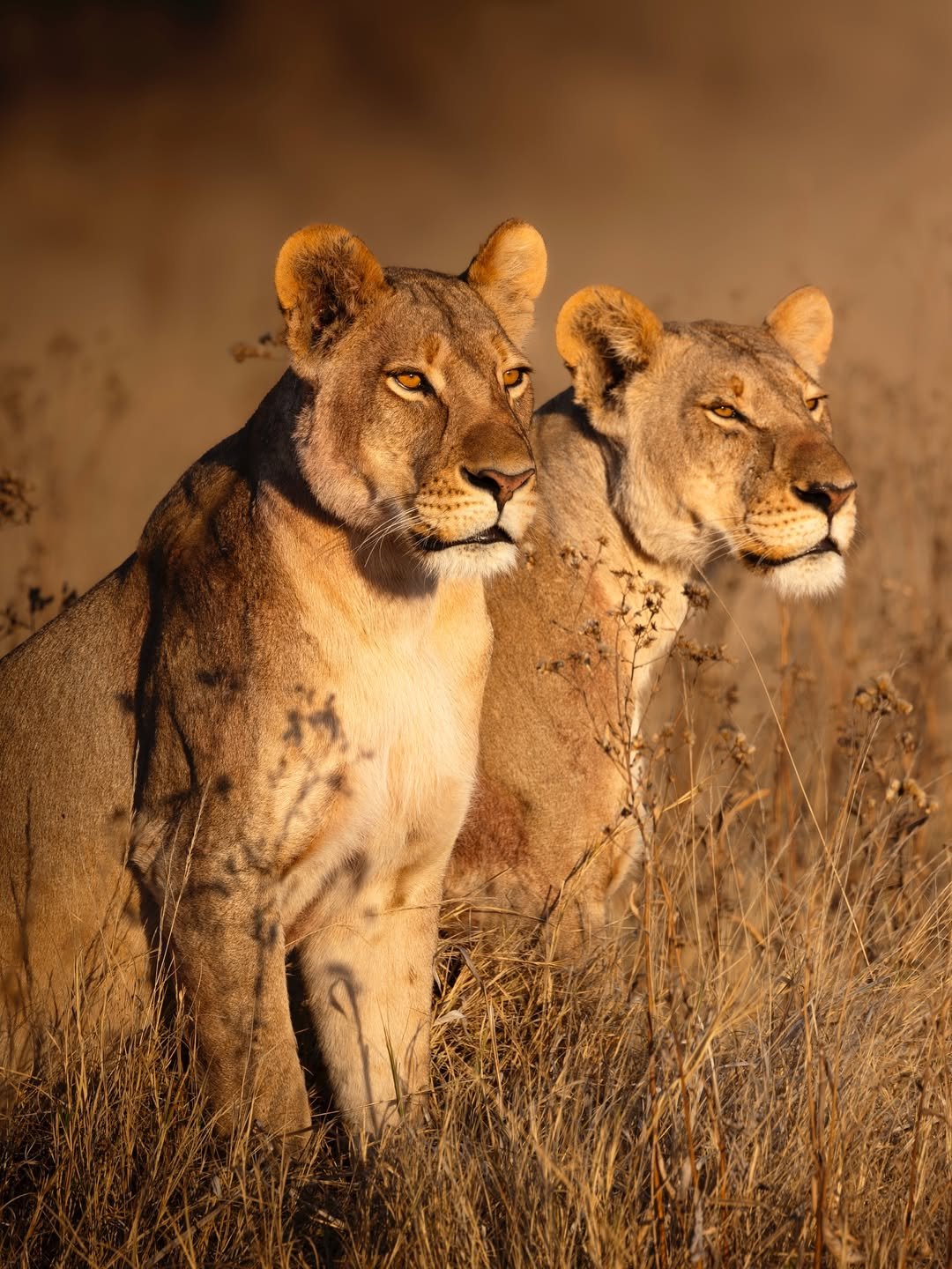 Predator's Season: Big Cats Safari in Tarangire, Ngorongoro & Ndutu