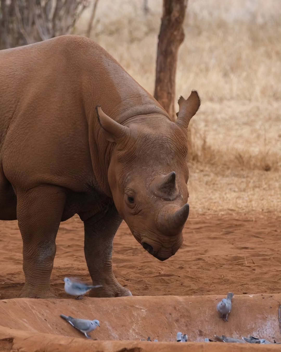 Rhino Safari in Mkomazi