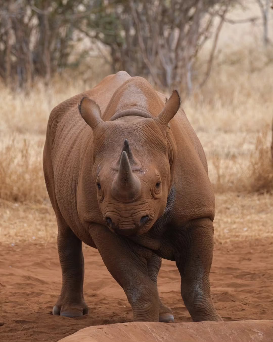 Rhino Safari in Mkomazi - Image 3