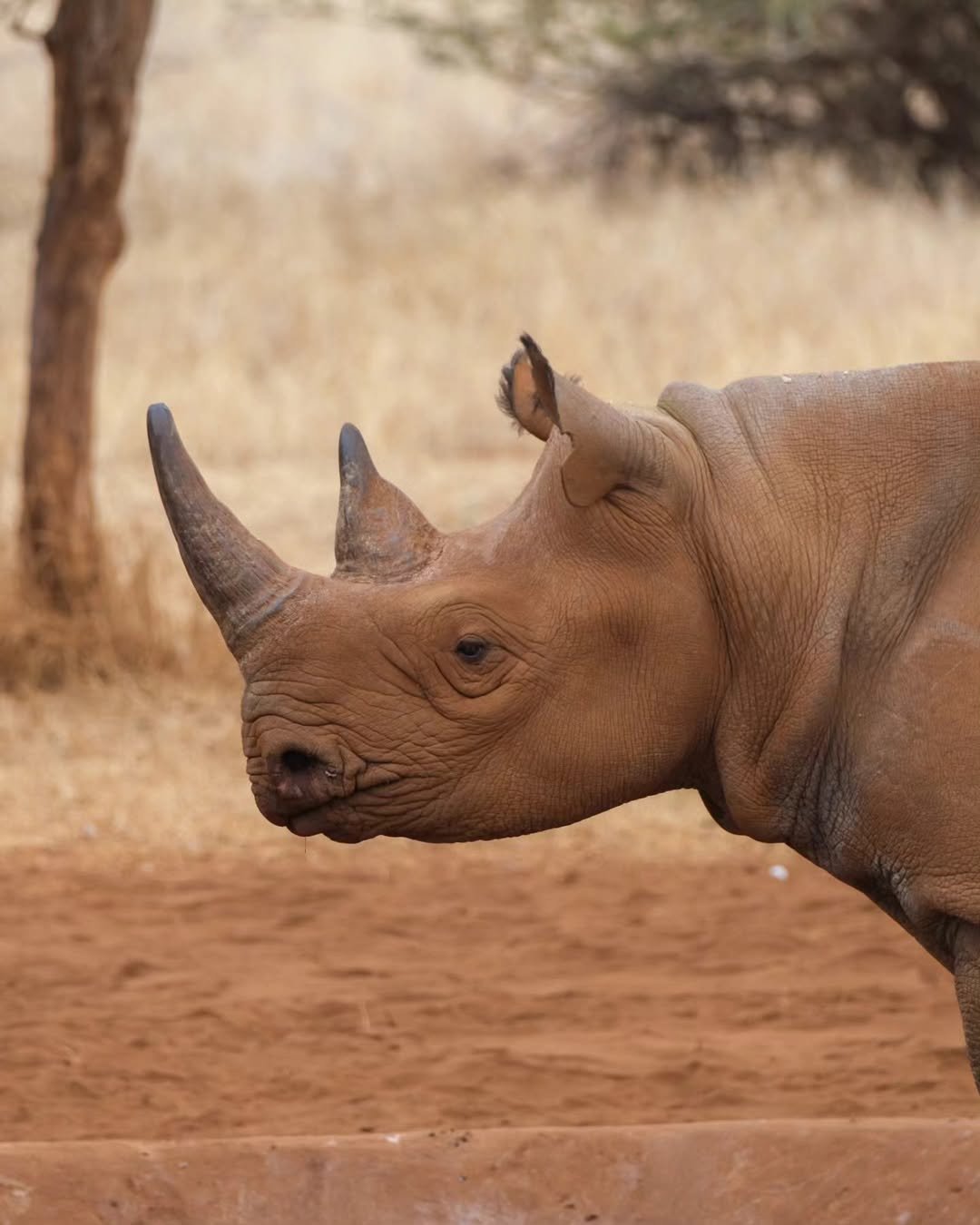 Rhino Safari in Mkomazi - Image 4