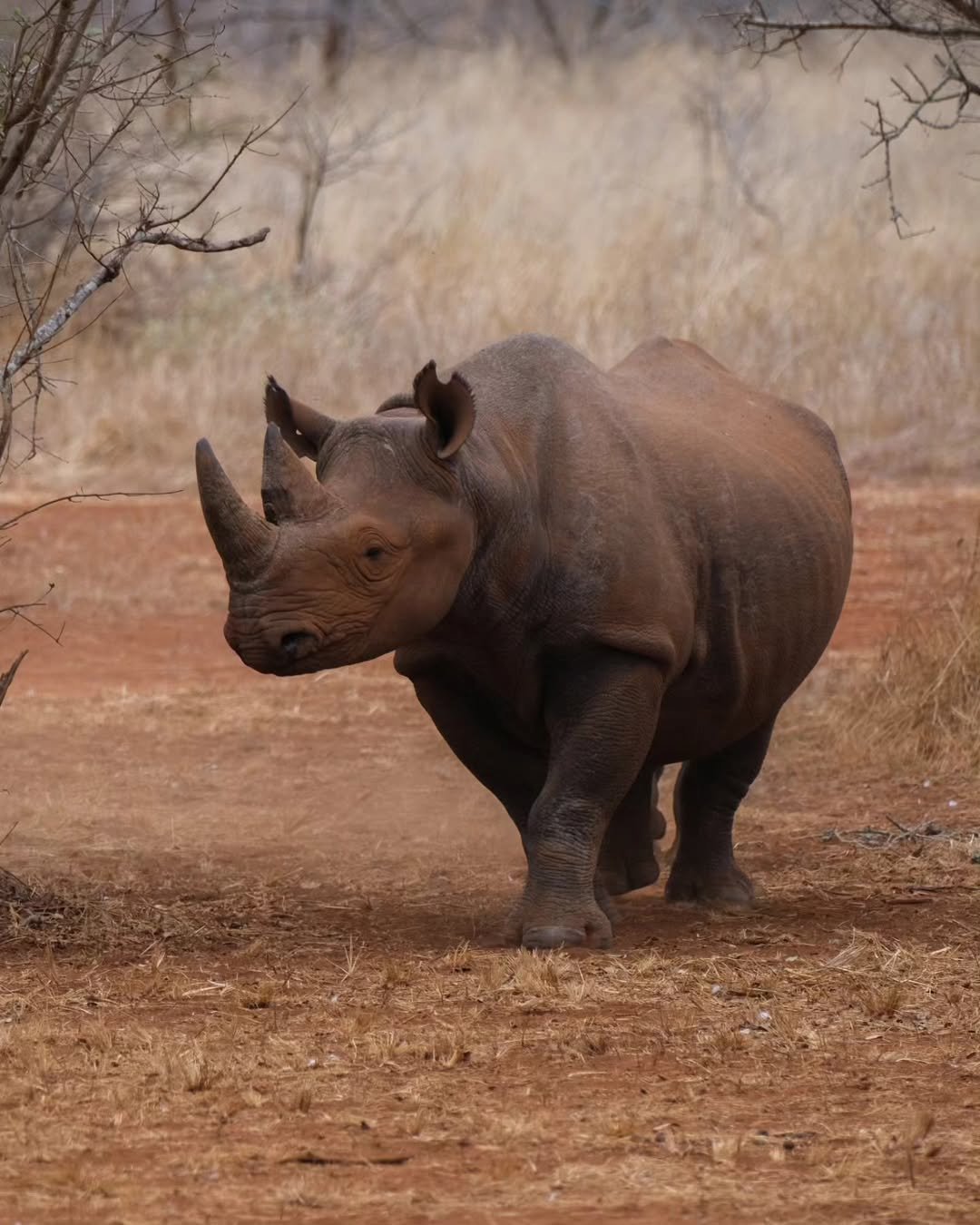 Rhino Safari in Mkomazi - Image 5