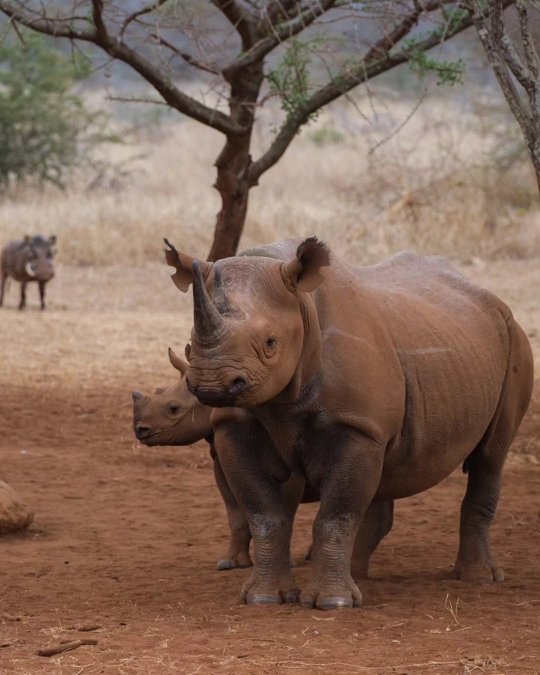 Rhino Safari in Mkomazi - Image 6
